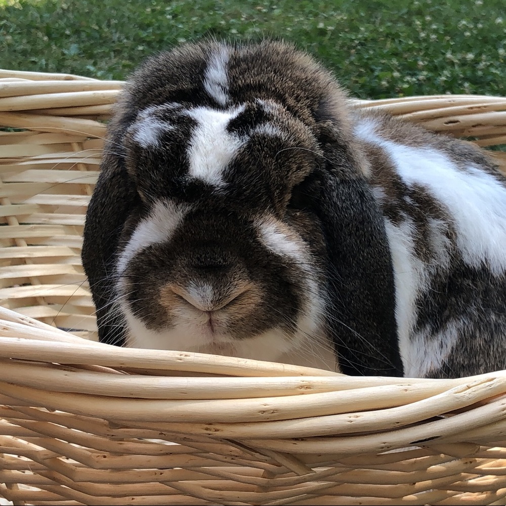 Meet your Posher, Renee